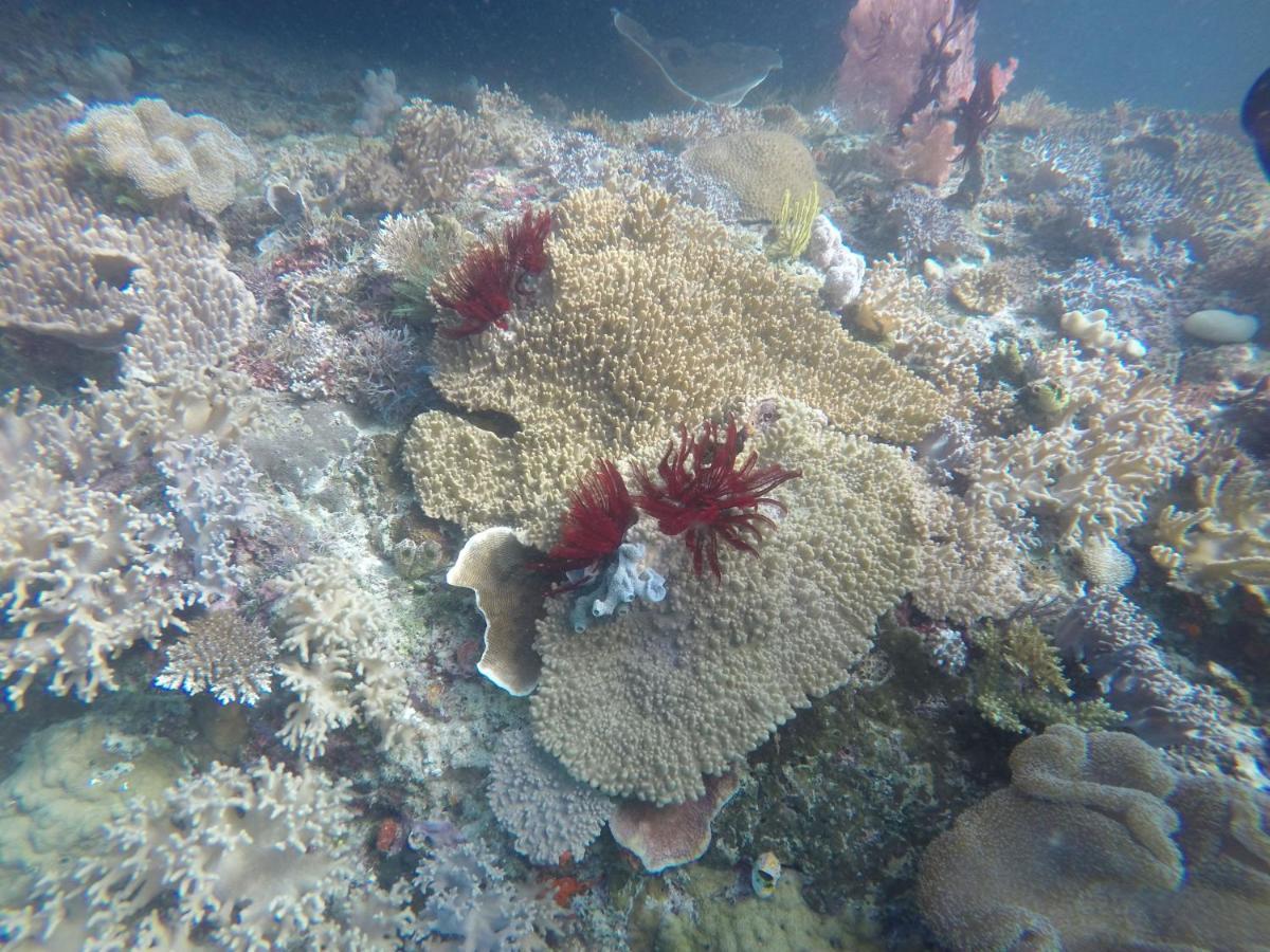 Tabari Dive Lodge Pulau Mansuar Exterior foto