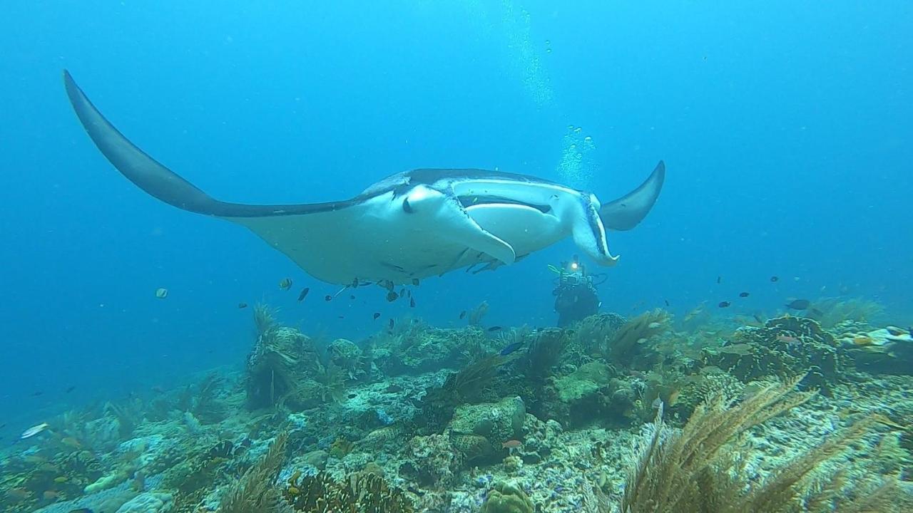 Tabari Dive Lodge Pulau Mansuar Exterior foto