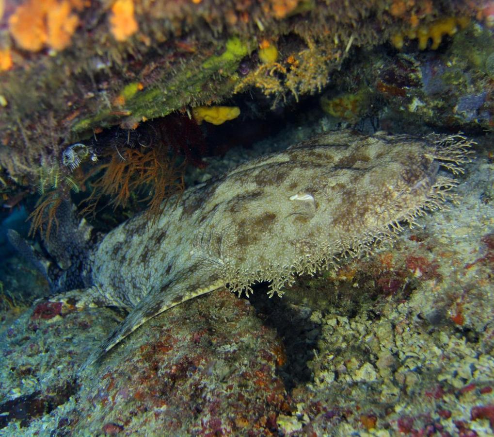 Tabari Dive Lodge Pulau Mansuar Exterior foto