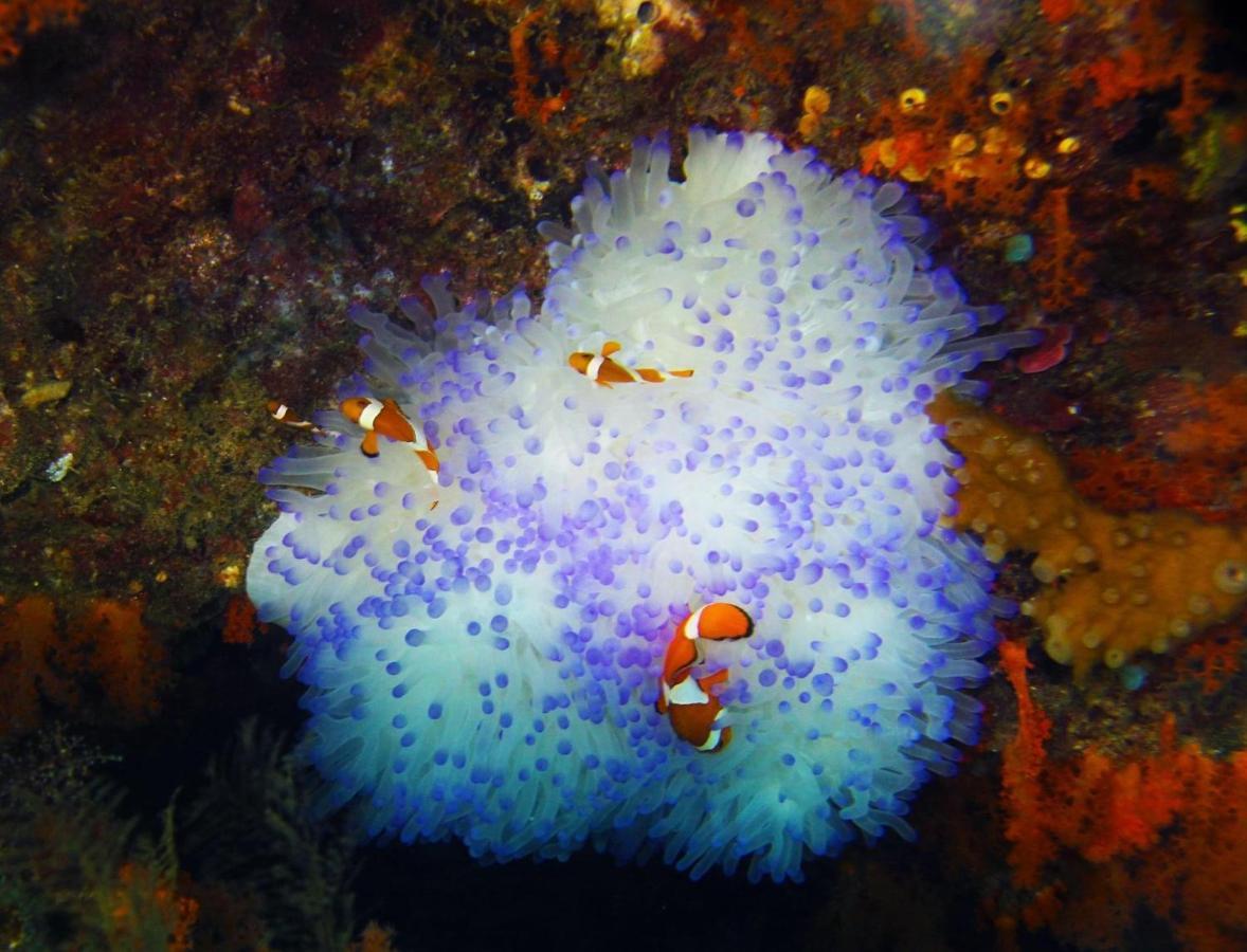 Tabari Dive Lodge Pulau Mansuar Exterior foto